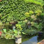 Sortie à Anduze du 16 juin 2021 - Jardin Japonais fin