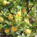 Sortie à Anduze du 16 juin 2021 - Citronnier
