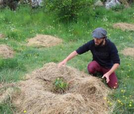 Café Compost : visite chez Julien à Fonfreyde le mardi 8 juin - Julien et le paillage - tout un art !