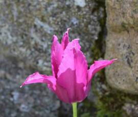 Café Compost : visite chez Julien à Fonfreyde le mardi 8 juin - Orchis