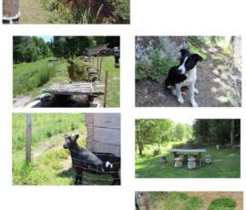 Visite du Moulin de Grandrieu en date du samedi 26 juin 2021 Visite du Moulin de Grandrieu en date du samedi 26 juin 2021 - Quelques locataires des lieux pour finir