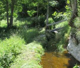 Visite du Moulin de Grandrieu en date du samedi 26 juin 2021 Visite du Moulin de Grandrieu en date du samedi 26 juin 2021 - Le béal en amont