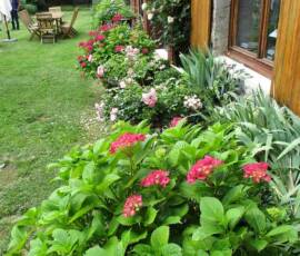 Visite du 09 août 2021 au jardin des Uffernets - Hortensias en façade