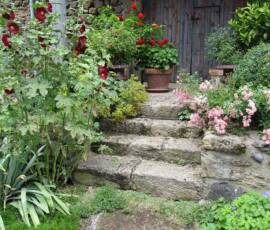 Visite du 09 août 2021 au jardin des Uffernets - Roses trémieres, Fushias Géraniums