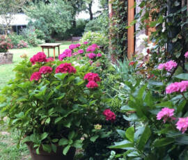 Hortensias en fleurs au 270821 - Envoi de Claude Faucher