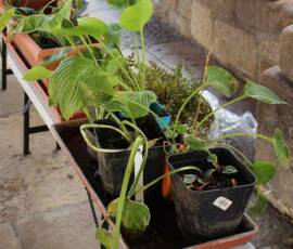 Atelier Troc d'automne de plantes & de graines 9 - une barquette parmi bien d'autres