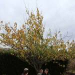 Taille des arbres à noyaux en date du mercredi 10 novembre 2021 chez les PIERRE(s) - Le cerisier du Japon avant