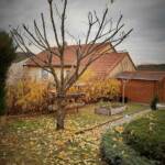 Taille des arbres à noyaux en date du mercredi 10 novembre 2021 chez les PIERRE(s) - Le cerisier du japon après