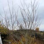 Taille des arbres à noyaux en date du mercredi 10 novembre 2021 chez les PIERRE(s) - Le prunier avant taille
