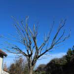 Taille des arbres à noyaux en date du mercredi 10 novembre 2021 chez les PIERRE(s) - Le prunus après taille