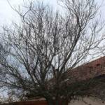 Taille des arbres à noyaux en date du mercredi 10 novembre 2021 chez les PIERRE(s) - Le prunus avant taille