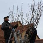 Taille des arbres à noyaux en date du mercredi 10 novembre 2021 chez les PIERRE(s) - Les spécialistes à l'ouvrage