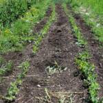 Visite maraîcher Rocles du 11 mai 2022 - Une des allées