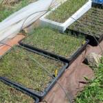 Visite maraîcher Rocles du 11 mai 2022 - Quelques semis