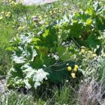 Visite maraîcher Rocles du 11 mai 2022 - Pieds de rhubarbes en fleurs