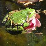 Fêtes des plantes au château de Chavaniac La Fayette les 4 & 5 juin 2022 - La grenouille