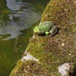 Fêtes des plantes au château de Chavaniac La Fayette les 4 & 5 juin 2022 - Une autre grenouille