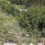 Visite du moulin de Trespis du samedi 25 juin 2022 - Il manque une dizaine de mètres !