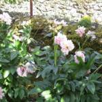 "Bienvenue dans nos jardins" - Loly & Marcel du dimanche 19 juin 2022 - La fin des pivoines