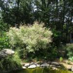 "Bienvenue dans nos jardins" - Gilles & Elodie du dimanche 19 juin 2022 - Le saule crevette