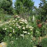 "Bienvenue dans nos jardins" - Gilles & Elodie du dimanche 19 juin 2022 - Quelle profusion !