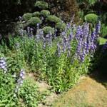 "Bienvenue dans nos jardins" - Jean en matinées des 18 & 19 juin 2022 - L'allée des campanules