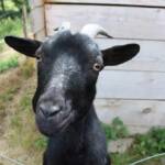 Visite du moulin des Deux Rieu du dimanche 26 juin 2022 - La biquette est toujours là !