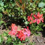"Bienvenue dans nos jardins" - Jean en matinées des 18 & 19 juin 2022 - Pelargonium
