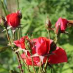"Bienvenue dans nos jardins" - Loly & Marcel du dimanche 19 juin 2022 - Les roses rouges