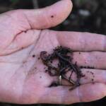 Atelier "Café Compost Occitanie" en date du 11 juin 2022 - Les bestioles au grand jour