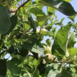 "Bienvenue dans nos jardins" - Patrick & Sylvie du dimanche 19 juin 2022 - Zoom sur arbre fruitier