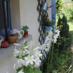 "Bienvenue dans nos jardins" - Loly & Marcel du dimanche 19 juin 2022 - les Lys blancs