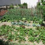 Atelier "Café Compost Occitanie" en date du 11 juin 2022 - ça semble marcher au vu du potager