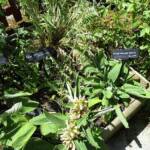"Bienvenue dans nos jardins" - Jean en matinées des 18 & 19 juin 2022 - Les plantes aromatiques