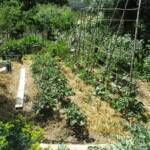 "Bienvenue dans nos jardins" - Gilles & Elodie du dimanche 19 juin 2022 - Potager (suite)