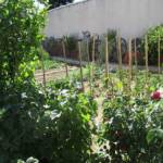 Atelier "Café Compost Occitanie" en date du 11 juin 2022 - Aperçu du potager