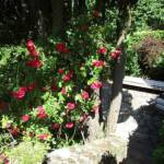 "Bienvenue dans nos jardins" - Jean en matinées des 18 & 19 juin 2022 - Début de visite avec l'escalier et le rosier