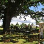 Fêtes des plantes au château de Chavaniac La Fayette les 4 & 5 juin 2022 - Le grand chêne est toujours là !