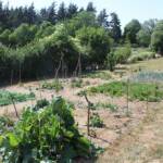 "Bienvenue dans nos jardins" - Patrick & Sylvie du dimanche 19 juin 2022 - Potager en contrebas