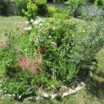 Atelier "Café Compost Occitanie" en date du 11 juin 2022 - Un des parterres fleuris
