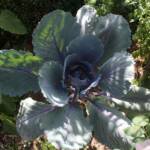 "Bienvenue dans nos jardins" - Jean en matinées des 18 & 19 juin 2022 - Le chou romanesco