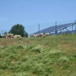 Visite du centre de traitement des déchets à Mende en date du 1er juin 2022 Visite du centre de traitement des déchets à Mende en date du 1er juin 2022 - Image incongrue dans un tel lieu !