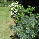Visite au jardin des Uffernets du dimanche 17 juillet 2022 - en bordure d'habitation