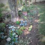 Visite au jardin des Uffernets du dimanche 17 juillet 2022 - Parterre en sous-bois
