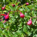 Visite au jardin des Uffernets du dimanche 17 juillet 2022 - un des fuschsias