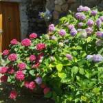 Visite au jardin des Uffernets du dimanche 17 juillet 2022 - Massif d'hortensias