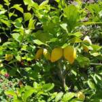 Visite au jardin des Uffernets du dimanche 17 juillet 2022 - Le citronnier