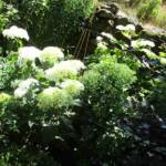 Visite au jardin des Uffernets du dimanche 17 juillet 2022 - Massif d'hortensias blancs