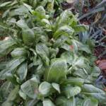 Atelier culture de l'endive en date du samedi 22 octobre 2022 - Plantation en mars sur 2 rangs