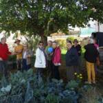 Atelier culture de l'endive en date du samedi 22 octobre 2022 - on déambule dans le potager !